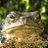 grumpy_toad's profile image