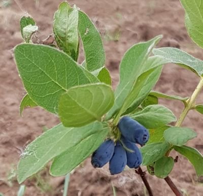 HaskapGermany's profile picture. 