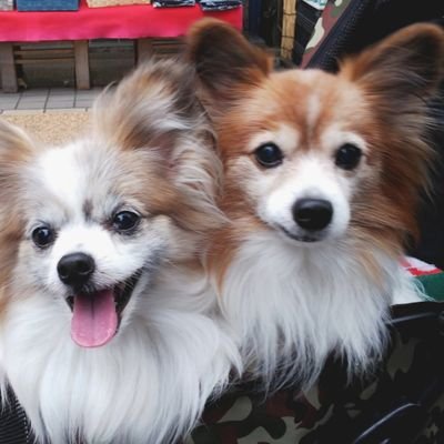 tacack_51063415's profile picture. 東方神起💖ゆず💖その他、色々なライブに行くのを楽しんでいます🎶韓ドラ💖色々情報教えて下さい😊
ワンコのいる生活💖パピヨン🐶(09'06/03います)(先住犬お空組🐶2023/02/16🌈)よろしくお願いします😉
無言フォローお許しください🙇