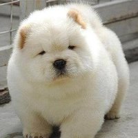 pojaimeraipa (@pojaimeraipa) 's Twitter Profile