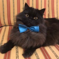 Mr.London.Meow 💙 (@meow_london) 's Twitter Profile