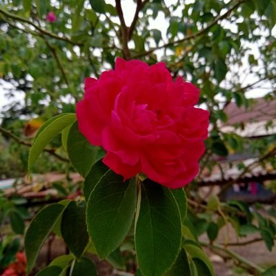 Au_lia96's profile picture. name is Aulia | pin:59B88B57 | taburkan cinta dan kedamaian dimana-mana | Love Allah.