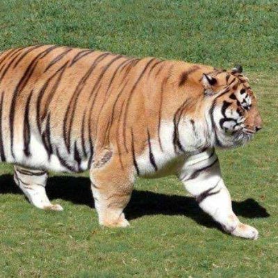 ほぼニートさんのプロフィール画像