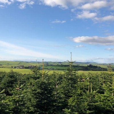 Award winning family business in SW Scotland delivering fresh cut awarding winning Scottish Christmas Trees, UK wide, direct to your home, on your chosen date.