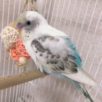 夜光貝　おまとめ四点　(インコの奴隷❁⃘*.様。専用)『蛇×3/鳩』トップ 京極夏彦の百鬼夜行シリーズを表した羽根ペンネイルが登場 書店