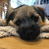 Moose(@HovisandBeanBT) 's Twitter Profile Photo