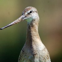 Worcester & Malvern RSPB Group (@worcmalvrspb) 's Twitter Profile