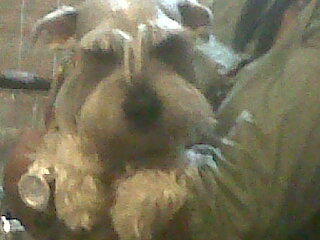 rosafranco76's profile picture. Venezolana de pura cepa,amo mi pais,la musica,los animales,el conocimiento,la naturaleza y cultivo mi espiritualidad.Saldremos adelante con educacion y trabajo.