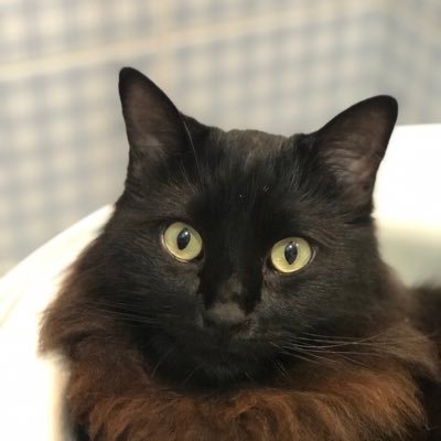 mapollara's profile picture. Apenas sendo