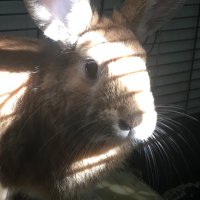 prosit 🐰🥕🥬(@kaninenprosit) 's Twitter Profile Photo