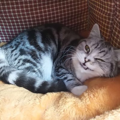 SDBind's profile picture. 馋你家的猫