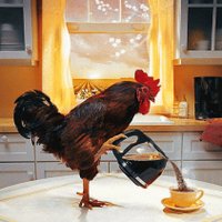 Rooster (@phillyrooster) Twitter profile photo