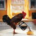 Rooster (@phillyrooster) Twitter profile photo Rooster (@phillyrooster) Twitter profile photo