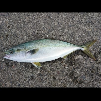 FTartar0225's profile picture. 大分で釣りをしています。
2019年にジギング、エギングを始めました。
いろんな方と情報共有出来ればと思います。
無言フォローすみません！
よろしくお願いします。