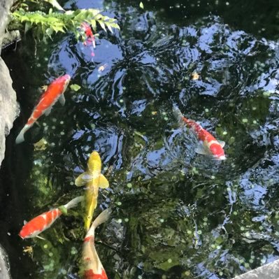 venezuelandream's profile picture. 