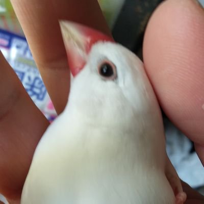 さんじあん うちの弟は阿呆だと思います ベルセルクのドラゴン殺し 自分で作ったらしいです 重さは25キロ有るみたいで撰ばれし者しか使えないようです 需要あれば量産も考えてるらしい 凄すぎるわ