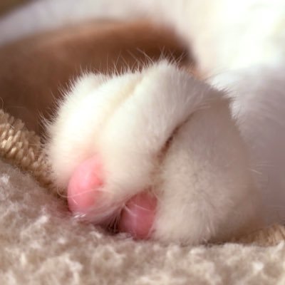 笹猫さんのプロフィール画像