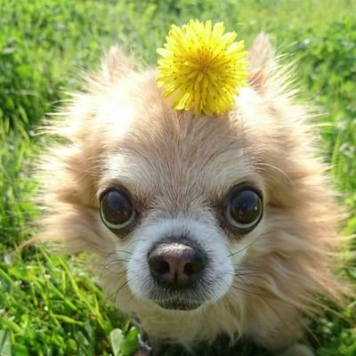 老犬チワワじぃの手帖 つらいときは犬を吸う うれしいときも犬を吸う あと何回きみを吸えるのかな