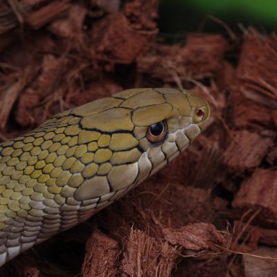 Rhinella44's profile picture. 飼育やフィールドのツイートをします。