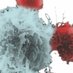DKFZ Immunology Infection and Cancer (@dkfzimmunology) Twitter profile photo DKFZ Immunology Infection and Cancer (@dkfzimmunology) Twitter profile photo