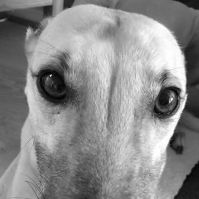 sladenalf's profile picture. love mountain bikes, music, dogs and Chelsea. Surveyor at Ordnance Survey