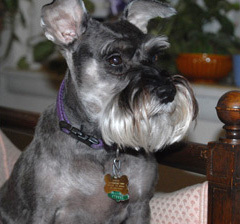 Lifelong Schnauzer lover who has walked, fed, spent quality time with a number of Schnauzers.