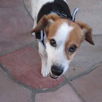 valleyvegan (@valleyvegan) 's Twitter Profile