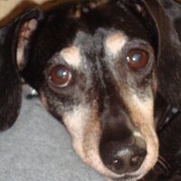 Dexter the Dog (@dexterthedog) 's Twitter Profile