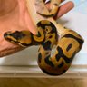 SunaF_uKin's profile picture. 趣味で爬虫類飼ってる者です。、ボールと時々カーペット。黒系とレオパードとレース好き🤲