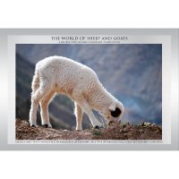Book account for "The World of Sheep and Goats" (@sheepgoatbook) 's Twitter Profile Photo Book account for "The World of Sheep and Goats" (@sheepgoatbook) 's Twitter Profile Photo