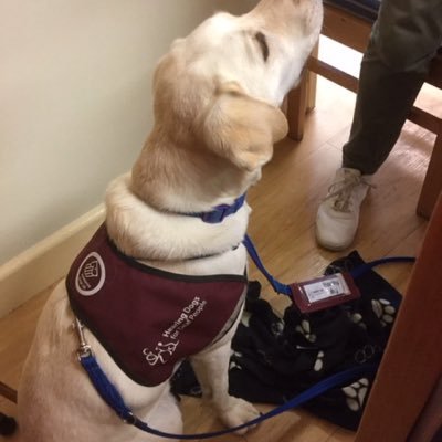 grannypecker's profile picture. retired nurse , wife, mother & granny. recipient of Hearing Dog Roo. and now a kitty from Wood Green animal shelter, called Flute., + bantams.