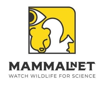 MammalnetPolska's profile picture. MammalNet to projekt nauki obywatelskiej, dzięki któremu każdy może pomóc monitorować dzikie ssaki! #watchwildlife4science #obserwujssakidlanauki
