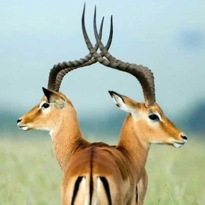 NagiOsmanAli2's profile picture. اللهم انت ربي وانا عبدك فأعني على ذكرك و شكرك وحسن عبادتك اللهم لاتكلني الا. نفسي فإن النفس أمارة بالسوء