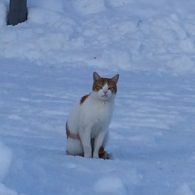 suiri73636399's profile picture. 男の人の💩を画面越しに見るのが好き。自分のも載せる(加工有り)。食べたり塗ったりは嫌いなのでそういうリプもお控えください。20↑腐♀