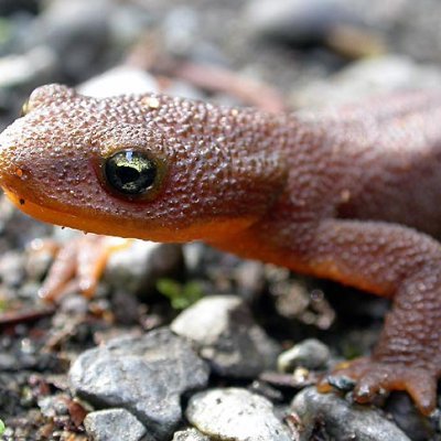 knewt_uk's profile picture. 