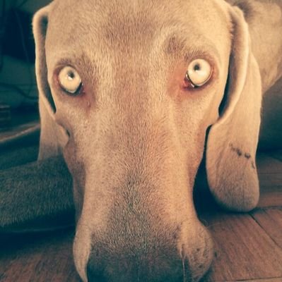 santiagovaldes's profile picture. 