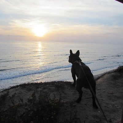 tradingschoolsO's profile picture. https://t.co/wBtbPmuxIX is a review website.