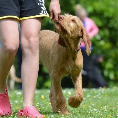 DoggyXperts's profile picture. Hunde-Blog🐕🐩
Die richtige Erziehung für deinen Liebling.
Aktuelle gewaltfreie Trainingsmethoden.
Tipps & Tricks zum direkt Nachmachen.
+ weitere Hundethemen🐶