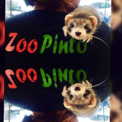 Zoo Pinto