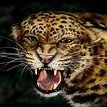 LeopardsSpots (@leopardsspots2) 's Twitter Profile