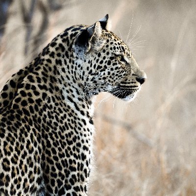 thebidden's profile picture. Like Python, Good Fiction, More....