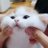 めぐにゃんのアイコン