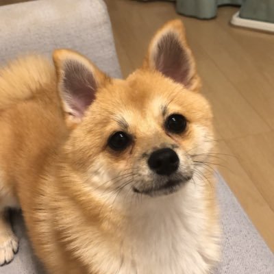 いなり Inari 07 Twitter