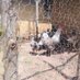 MwalimuDavis Poultry (@ocholafarming) Twitter profile photo MwalimuDavis Poultry (@ocholafarming) Twitter profile photo