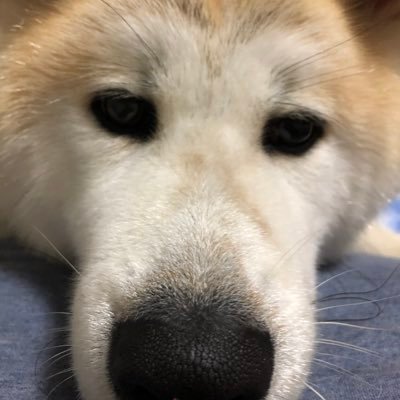秋田犬 かぼす Ooisoke Twitter