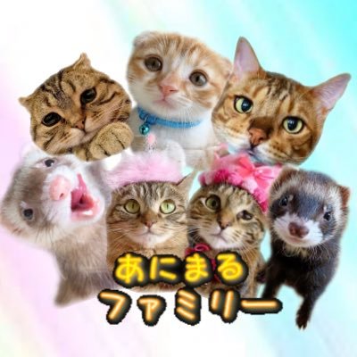 7にゃん2フェレット🌈ウーパールーパー 保護猫の桃ちゃんは片目が個性的 / YouTube（短足マンチカンひな子CH/かわいいどうぶつCH）