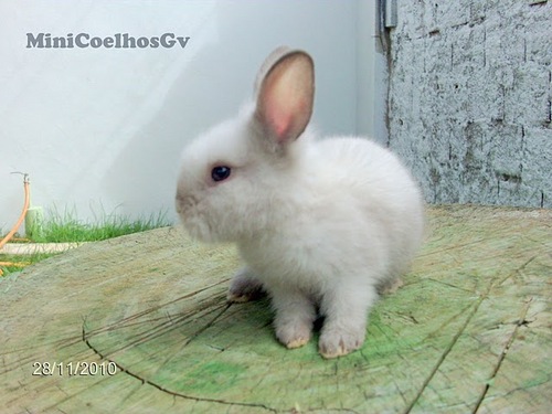 Somos criadores de Mini Coelhos LionHead