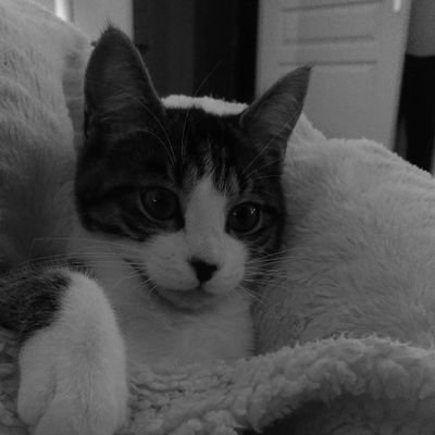 ArnaudCerda's profile picture. 