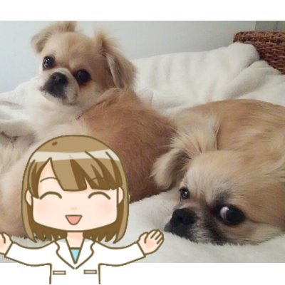 ペットフード販売士 ドッグトレーナー ゆき 犬が口にすると危険な植物 チューリップ あじさい ツツジ 朱色 黄色のレンゲツツジ スズラン アマリリス キキョウ 朝顔 キョウチクトウ ユリ アロエ スイセン お散歩中にワンちゃん