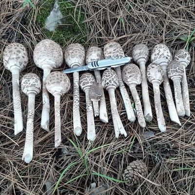 mantardostu78's profile picture. Amatör mantar avcısı ve amatör borsa oyuncusu. Paylaşımlarım mantarlar ve de borsa için al tut ye sat tavsiyesi içermez emin olunmazsa her ikisi de zehirlidir.